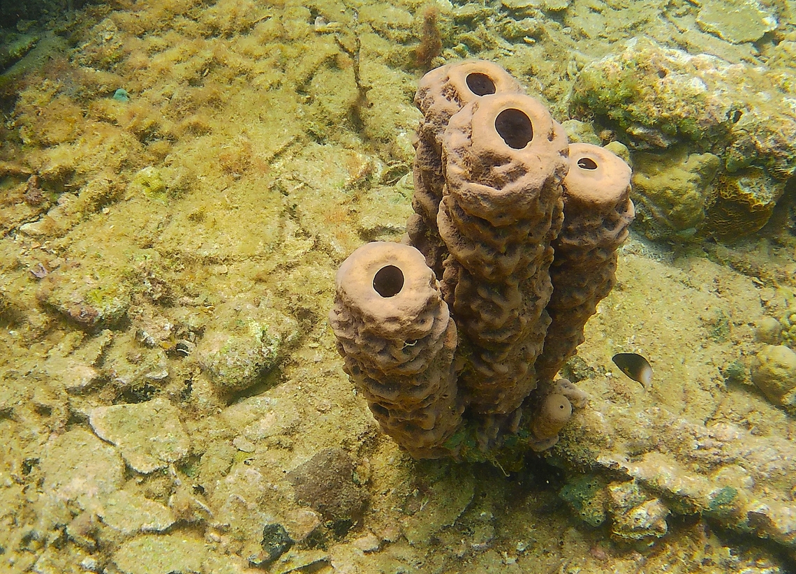 Aplysina lacunosa (Aplysinidae)  Aplysina aerophoba,Aplysina archeri,Aplysina cauliformis,Aplysina fistularis,Aplysina lacunosa,Geotagged,Row pore rope sponge,Stove-pipe sponge,Venezuela,Winter,Yellow Tube Sponge