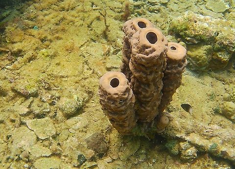 Aplysina lacunosa (Aplysinidae)  Aplysina aerophoba,Aplysina archeri,Aplysina cauliformis,Aplysina fistularis,Aplysina lacunosa,Geotagged,Row pore rope sponge,Stove-pipe sponge,Venezuela,Winter,Yellow Tube Sponge