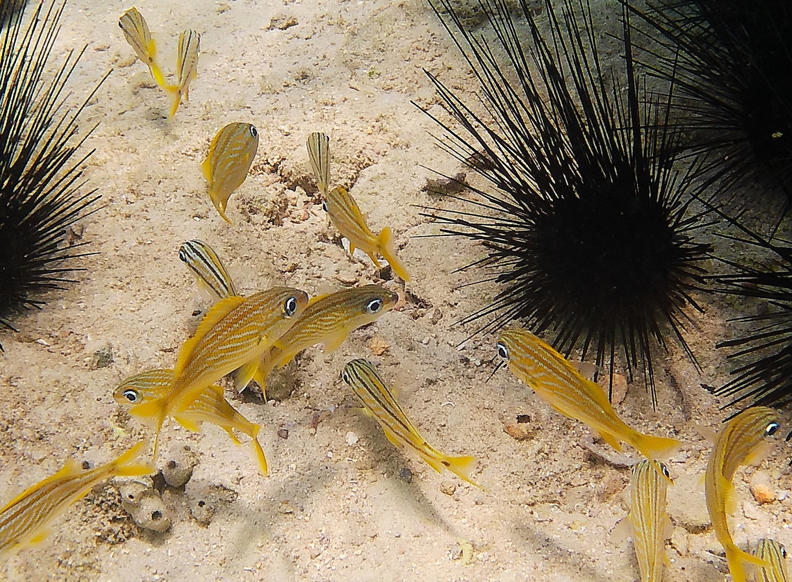 Haemulon flavolineatum (Haemulidae) Picture shows both adult and juvenile individuals, the latter with dark stripes and a dark spot on the base of the tail fin. The urchins in the picture are Diadema antillarum (Black urchin) French grunt,Geotagged,Haemulon flavolineatum,Venezuela,Winter