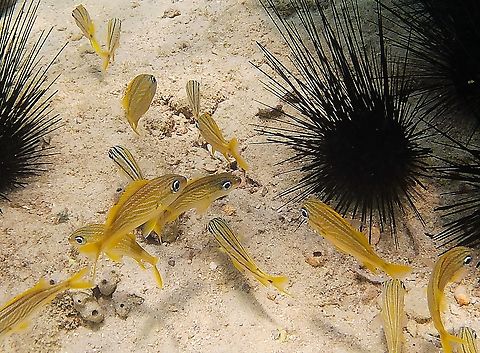 Haemulon flavolineatum (Haemulidae) Picture shows both adult and juvenile individuals, the latter with dark stripes and a dark spot on the base of the tail fin. The urchins in the picture are Diadema antillarum (Black urchin) French grunt,Geotagged,Haemulon flavolineatum,Venezuela,Winter