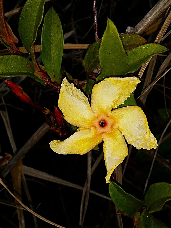 Mandevilla subsagittata (Apocynaceae)  Geotagged,Mandevilla subsagittata,Spring,Venezuela