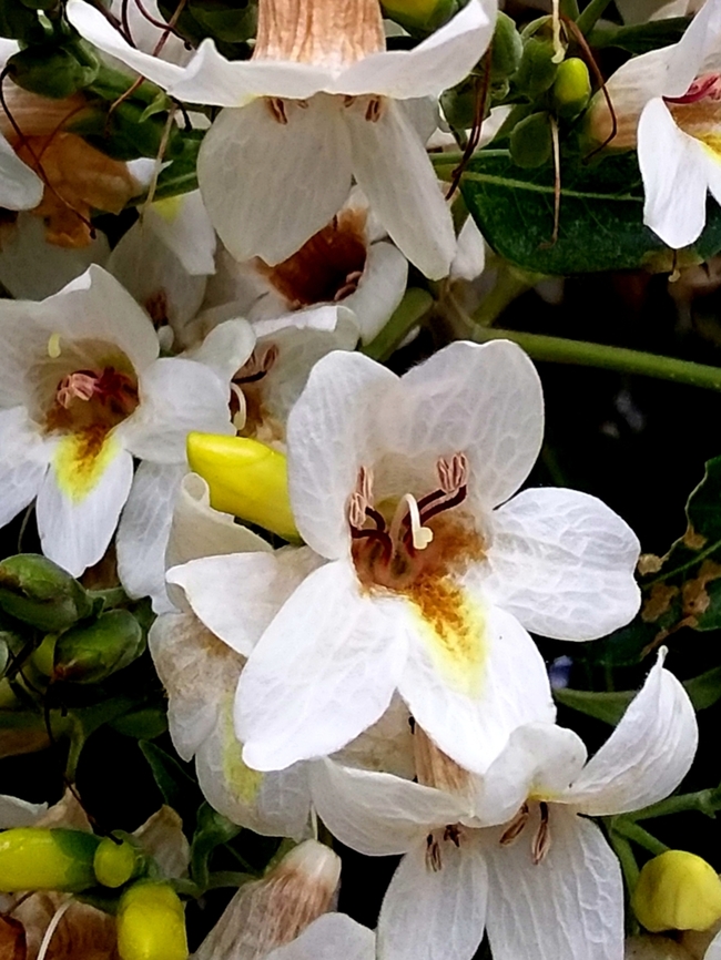 Bravaisia integerrima (Acanthaceae)  Bravaisia integerrima,Geotagged,Venezuela,Winter