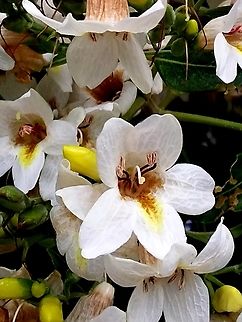 Bravaisia integerrima (Acanthaceae)  Bravaisia integerrima,Geotagged,Venezuela,Winter