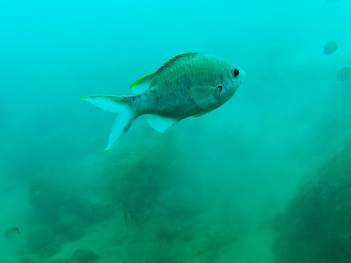 Chromis multilineata (Pomacentridae)  Brown chromis,Chromis multilineata,Geotagged,Venezuela,Winter