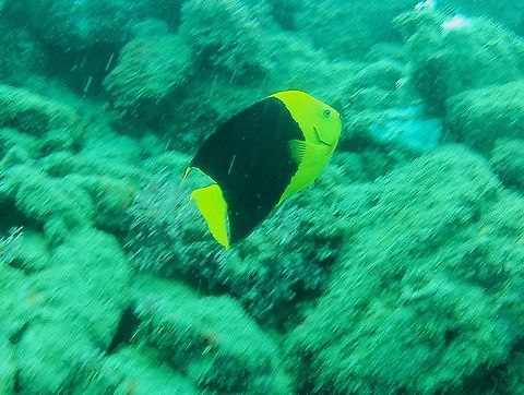 Holacanthus tricolor (Pomacanthidae).  French Angelfish,Geotagged,Holacanthus tricolor,Pomacanthus paru,Rock beauty,Venezuela,Winter
