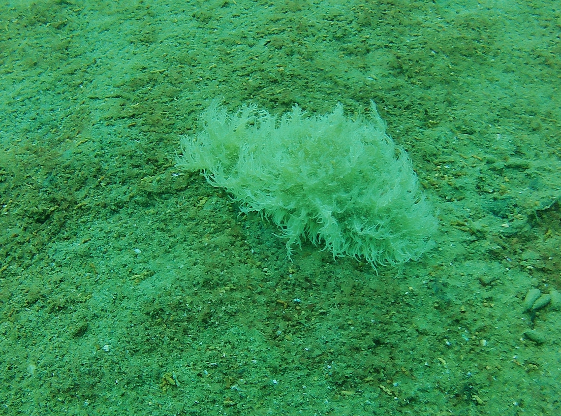 Unidentified Nudibranch The rhinophores, two horn-shaped tentacles on the front that serve as sensory organs, can be seen protruding from the animal, on the left upper side. Taken at 18 m water depth.
