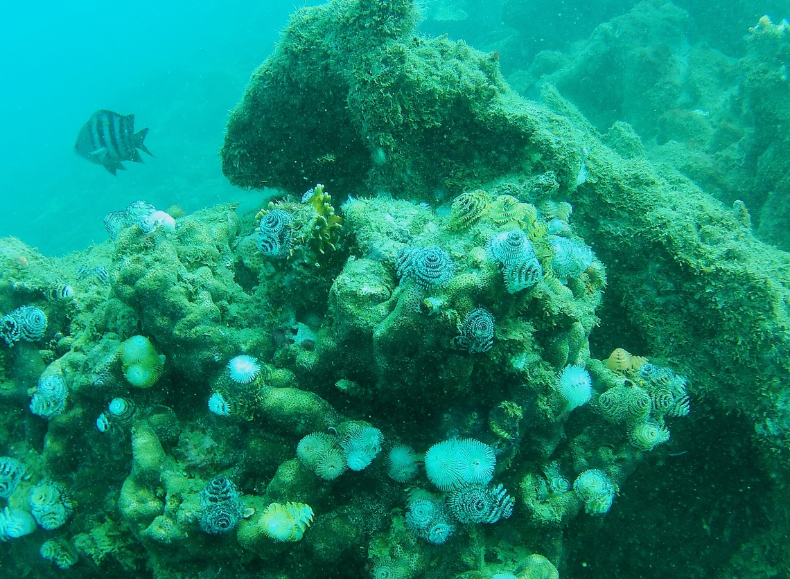 Spirobranchus giganteus (Serpulidae)  Christmas tree worm,Geotagged,Spirobranchus giganteus,Venezuela,Winter