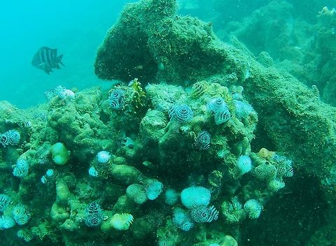 Spirobranchus giganteus (Serpulidae)  Christmas tree worm,Geotagged,Spirobranchus giganteus,Venezuela,Winter