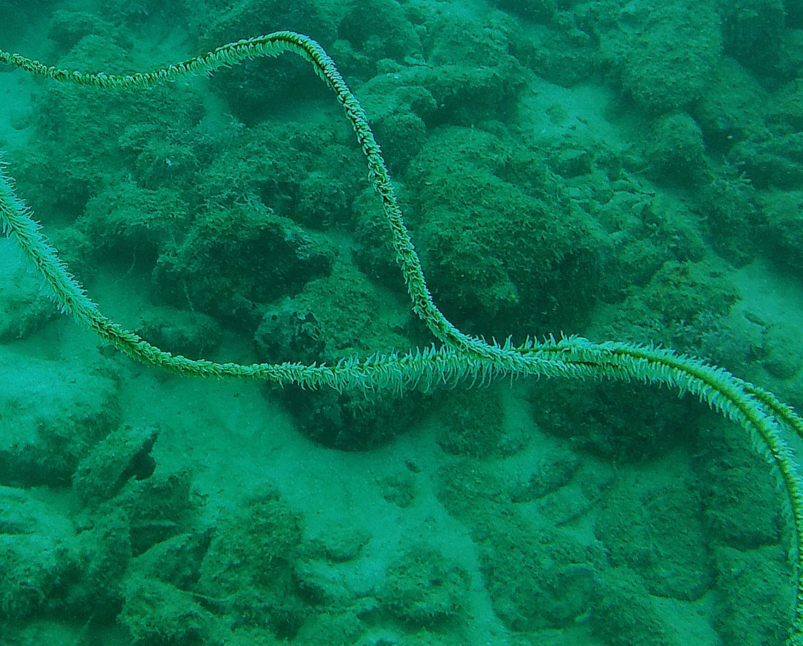 Stichopathes (Cirrhipathes) luetkeni  Black Wire Coral,Cirrhipathes rumphii,Cirrhipathes spiralis,Geotagged,Spiral Wire Coral,Stichopathes lutkeni,Venezuela,Winter