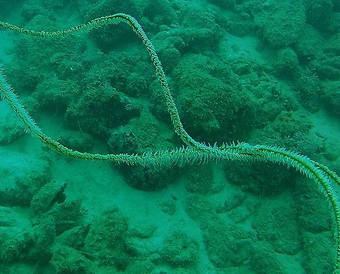Stichopathes (Cirrhipathes) luetkeni  Black Wire Coral,Cirrhipathes rumphii,Cirrhipathes spiralis,Geotagged,Spiral Wire Coral,Stichopathes lutkeni,Venezuela,Winter