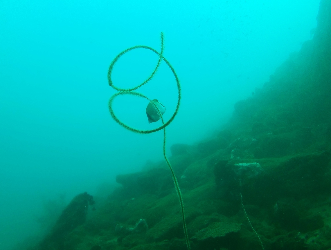 Stichopathes (Cirrhipathes) luetkeni  Black Wire Coral,Geotagged,Stichopathes lutkeni,Venezuela,Winter