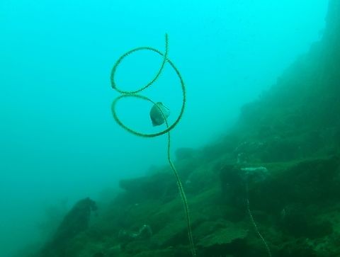 Stichopathes (Cirrhipathes) luetkeni  Black Wire Coral,Geotagged,Stichopathes lutkeni,Venezuela,Winter