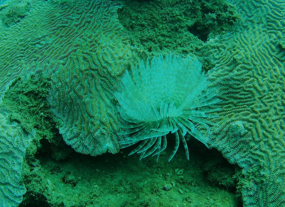 Sabellastarte magnifica (Sabellidae)  Geotagged,Magnificent Feather Duster Worm,Sabellastarte magnifica,Venezuela,Winter