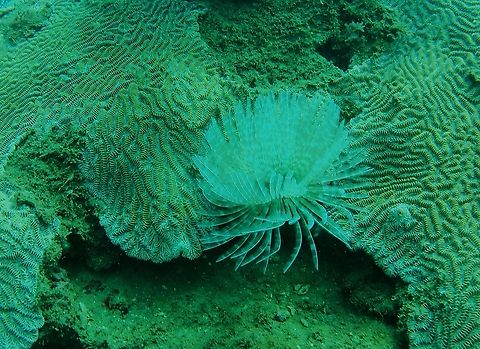 Sabellastarte magnifica (Sabellidae)  Geotagged,Magnificent Feather Duster Worm,Sabellastarte magnifica,Venezuela,Winter