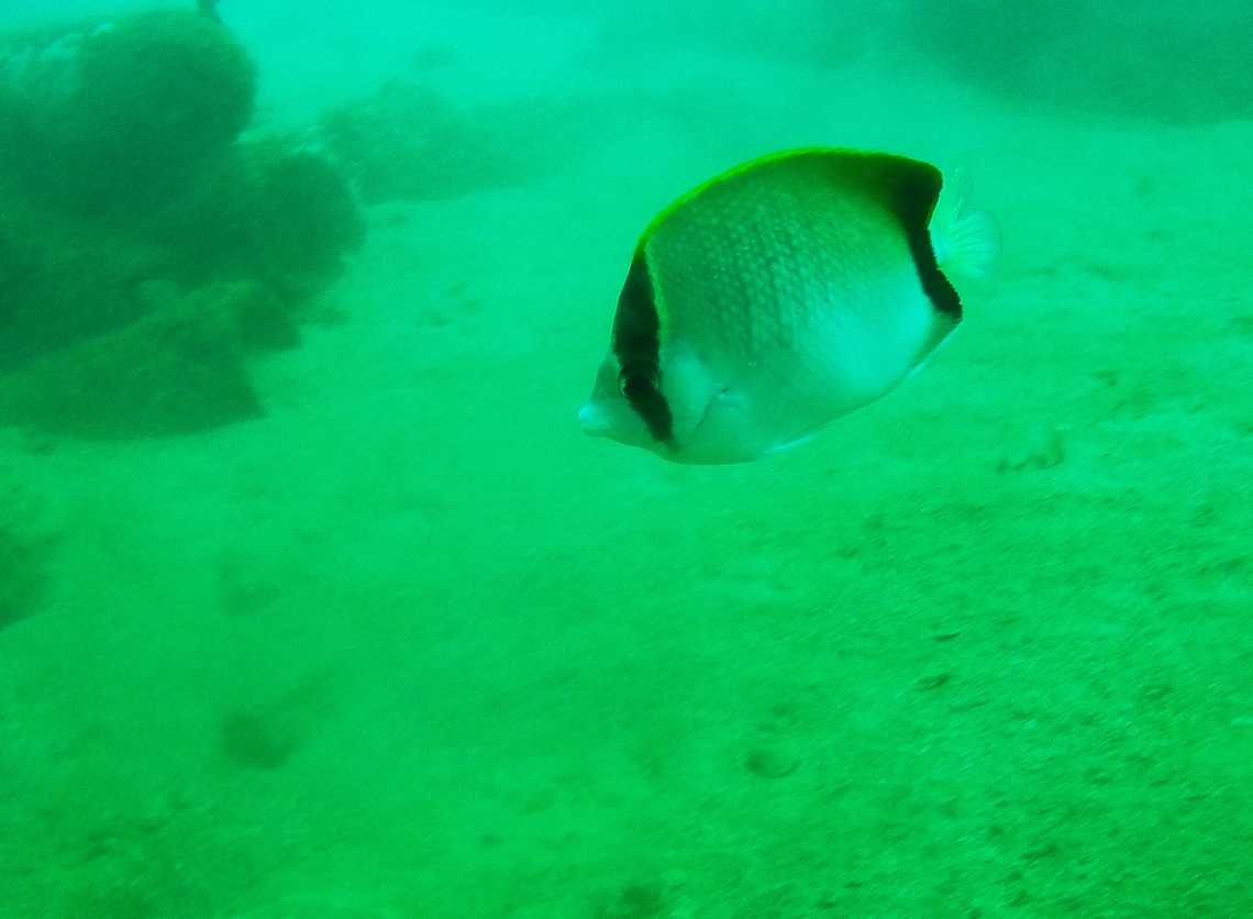 Chaetodon sedentarius (Chaetodontidae)  Chaetodon sedentarius,Geotagged,Reef butterflyfish,Venezuela,Winter