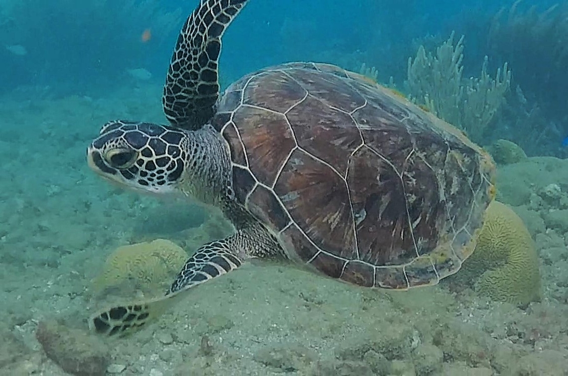 Chelonia mydas (Cheloniidae) I was lucky enough to be able to watch and film a young green sea turtle in its natural habitat, a couple of weekends ago. Picture is a freeze-frame from the video, hence the somewhat blurry quality. A once in a lifetime moment.  Chelonia mydas,Geotagged,Green sea turtle,Venezuela