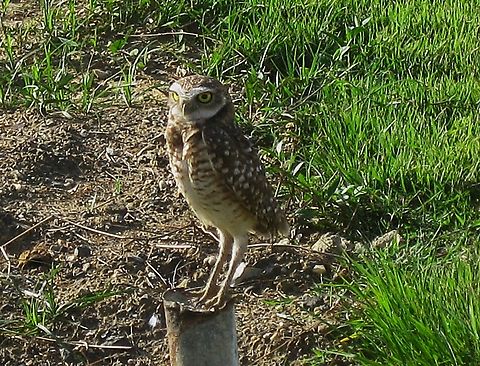 Athene cunicularia (Strigidae)  Athene cunicularia,Burrowing owl,Geotagged,Summer,Venezuela