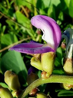 Canavalia rosea (Fabaceae)  Beach Bean,Canavalia rosea,Geotagged,Summer,Venezuela