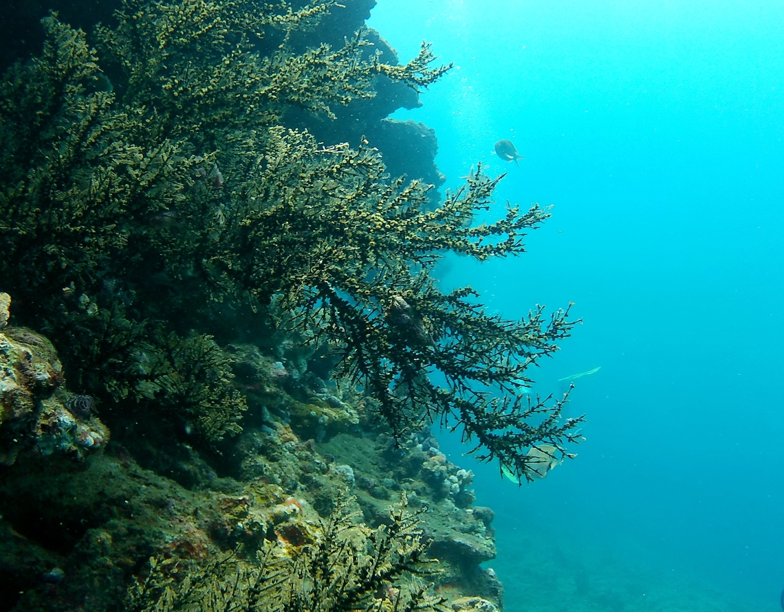 Dentitheca dendritica (Hydrozoa, Plumulariidae)  Dentitheca dendritica,Feather Bush Hydroid,Geotagged,Venezuela,Winter