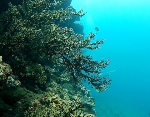 Dentitheca dendritica (Hydrozoa, Plumulariidae)  Dentitheca dendritica,Feather Bush Hydroid,Geotagged,Venezuela,Winter
