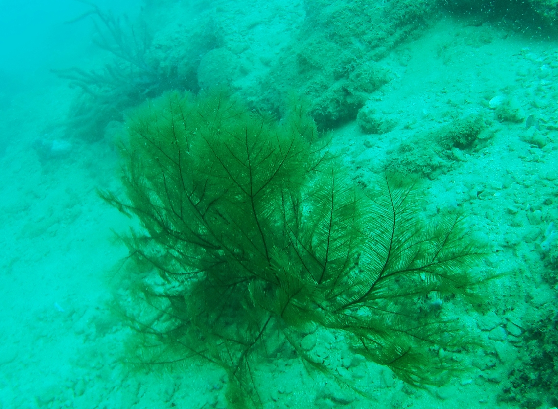 Plumapathes pennacea (Antipathidae)  Geotagged,Plumapathes pennacea,Venezuela,Winter
