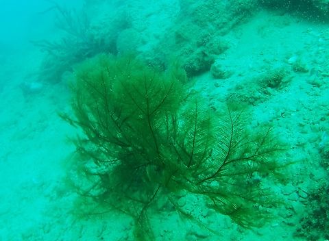 Plumapathes pennacea (Antipathidae)  Geotagged,Plumapathes pennacea,Venezuela,Winter