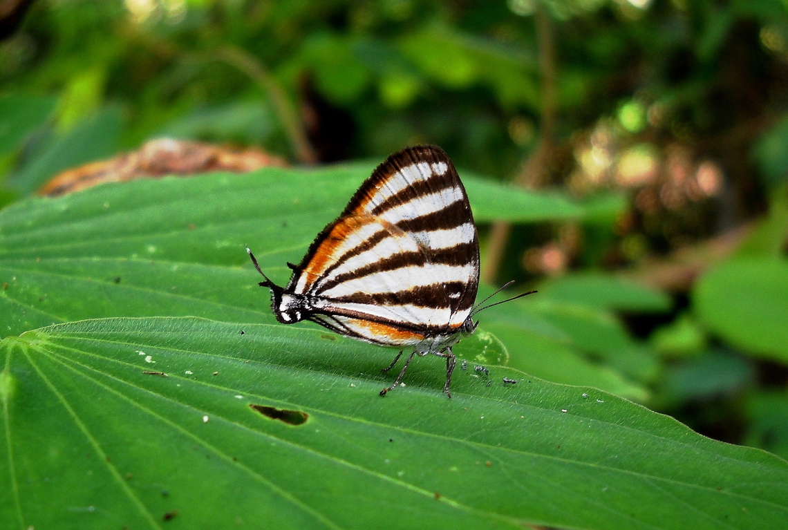 Arawacus aetolus (Lycaenidae)  Arawacus aetolus,Arawacus separata,Arawacus togarna,Geotagged,Separated Stripestreak,Spring,Togarna Hairstreak,Venezuela