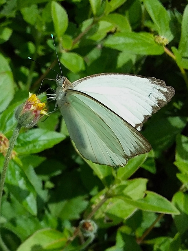 Ascia monuste (Pieridae)  Ascia monuste,Geotagged,Great Southern White,Summer,Venezuela