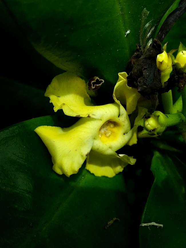 Thevetia ahouai (Apocynaceae)  Geotagged,Summer,Thevetia ahouai,Venezuela