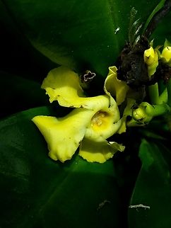 Thevetia ahouai (Apocynaceae)  Geotagged,Summer,Thevetia ahouai,Venezuela