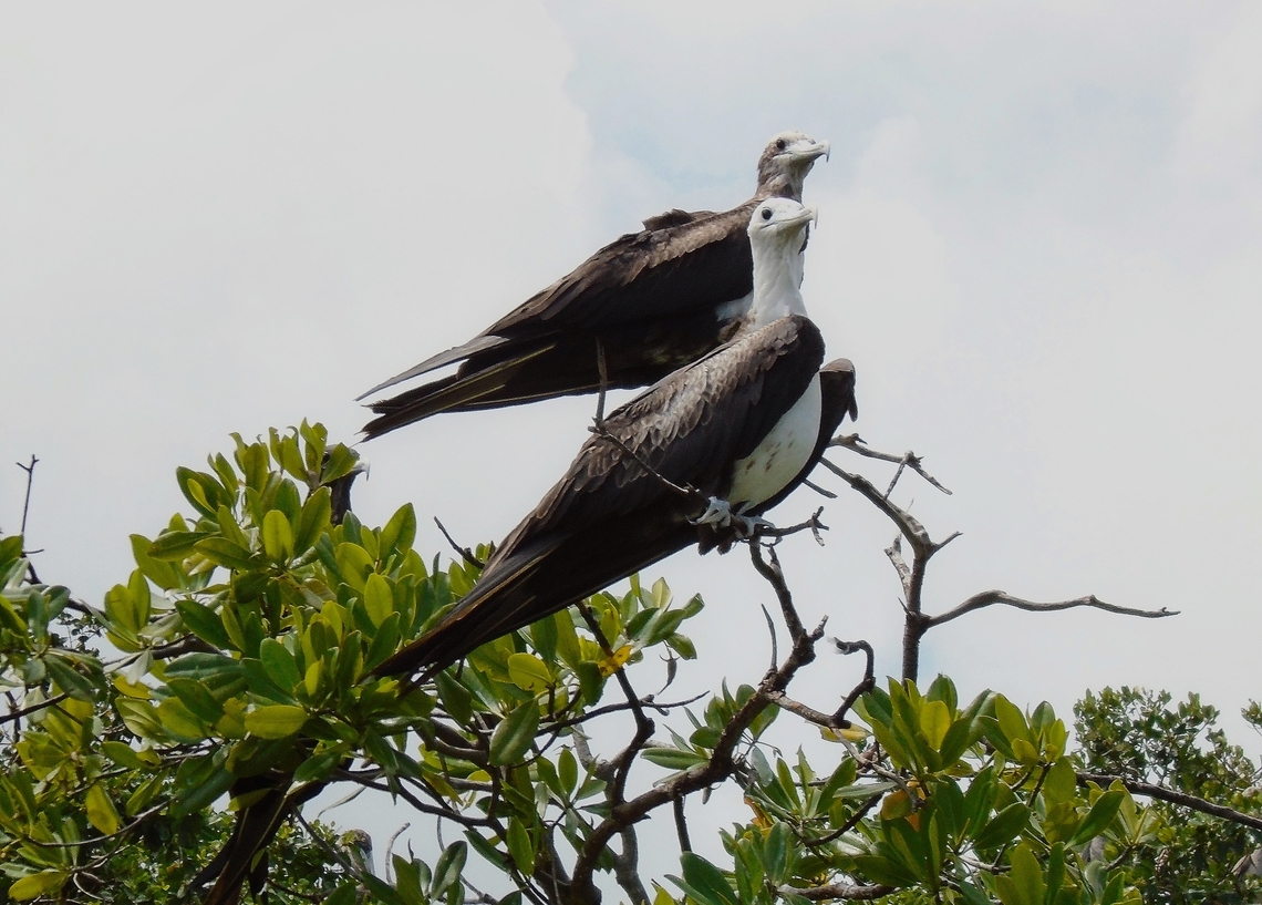 Fregata magnificens (Fregatidae) Two juvenile birds, characterized by their white heads, as opposed to black headed  adults.  Fregata magnificens,Geotagged,Magnificent Frigatebird,Venezuela,Winter