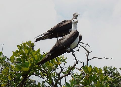 Fregata magnificens (Fregatidae) Two juvenile birds, characterized by their white heads, as opposed to black headed  adults.  Fregata magnificens,Geotagged,Magnificent Frigatebird,Venezuela,Winter