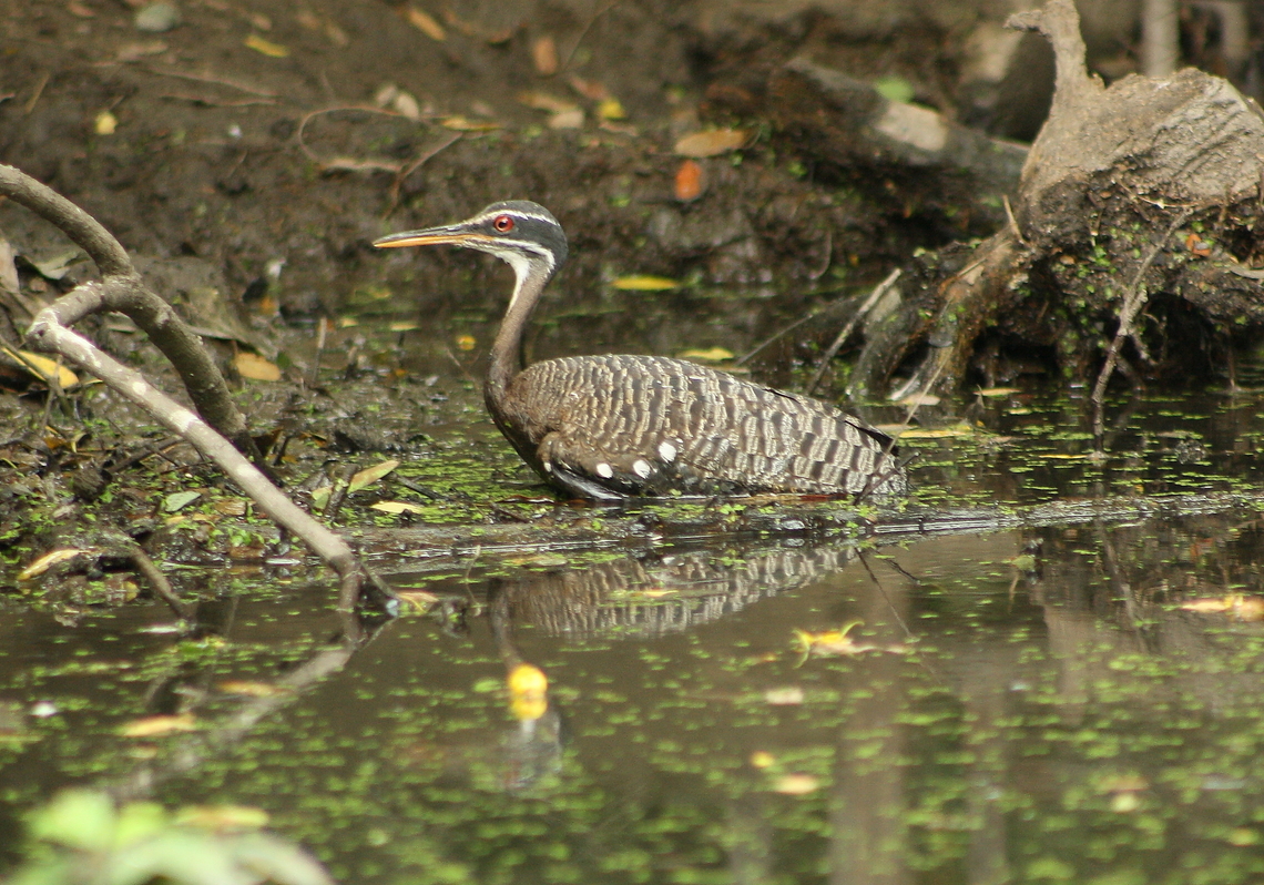 Eurypyga helias (Eurypygidae) This individual was observed to be limited in its mobility due to a physical lesion of unknown cause. It was rescued and put under care, after which it was released in much better shape. Eurypyga helias,Geotagged,Spring,Sunbittern,Venezuela