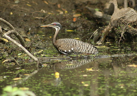 Eurypyga helias (Eurypygidae) This individual was observed to be limited in its mobility due to a physical lesion of unknown cause. It was rescued and put under care, after which it was released in much better shape. Eurypyga helias,Geotagged,Spring,Sunbittern,Venezuela