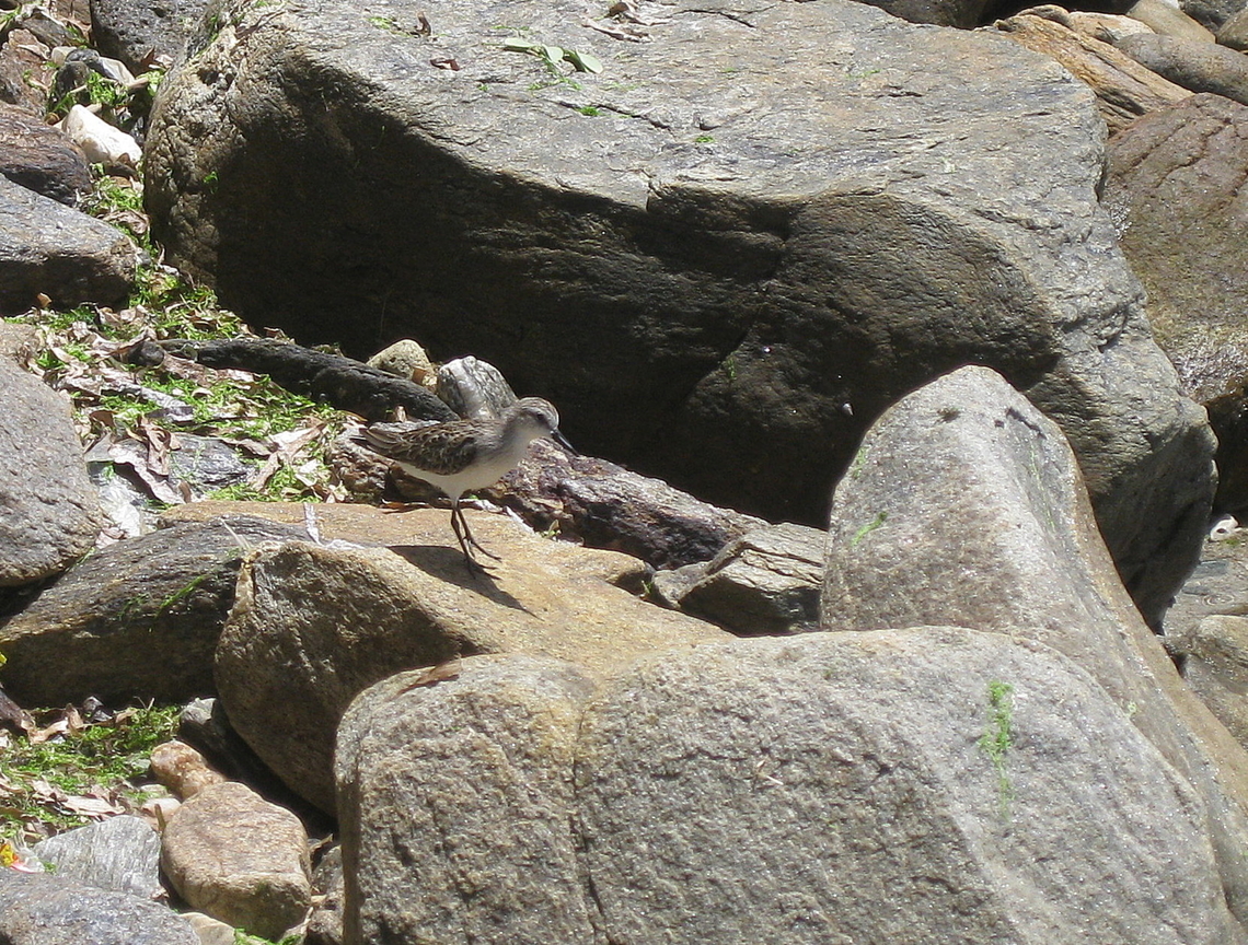 Calidris fuscicollis (Scolopacidae) An opportunity shot. At the moment I did not have the proper lens at hand to achieve a closer take. Calidris fuscicollis,Geotagged,Summer,Venezuela,White-rumped sandpiper