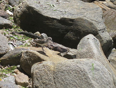 Calidris fuscicollis (Scolopacidae) An opportunity shot. At the moment I did not have the proper lens at hand to achieve a closer take. Calidris fuscicollis,Geotagged,Summer,Venezuela,White-rumped sandpiper