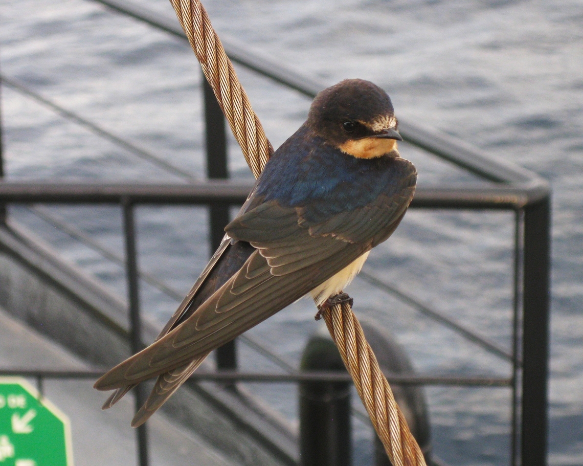 Hirundo rustica (Hirundinidae) Pending more precise identification. Barn Swallow,Colombia,Fall,Geotagged,Hirundo rustica
