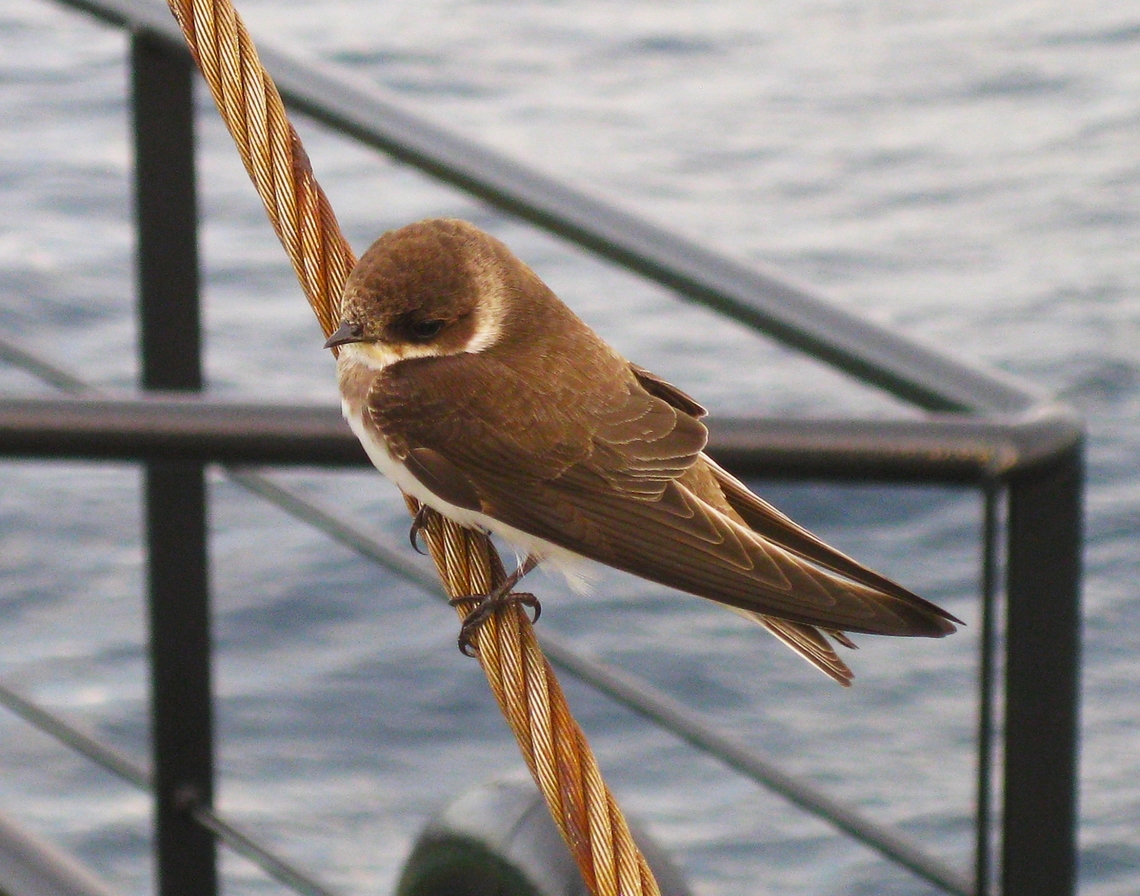 Riparia riparia (HIrundinidae)  Colombia,Fall,Geotagged,Riparia riparia,Sand martin