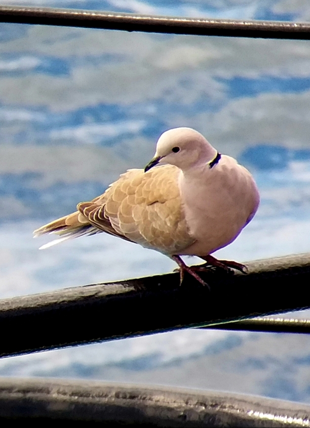 Streptopelia decaocta (Columbidae) This species is known to be found in North and South America, despite being native to Europe and Asia. This individual was taking some rest on a vessel 6 nautical miles offshore Colombia's northern coast. Colombia,Eurasian Collared-Dove,Fall,Geotagged,Streptopelia decaocto