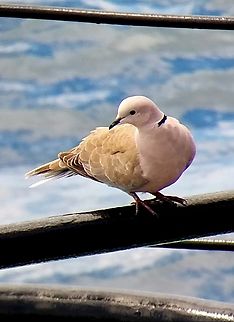 Streptopelia decaocta (Columbidae) This species is known to be found in North and South America, despite being native to Europe and Asia. This individual was taking some rest on a vessel 6 nautical miles offshore Colombia's northern coast. Colombia,Eurasian Collared-Dove,Fall,Geotagged,Streptopelia decaocto