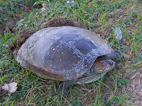Podocnemis vogli (Podocnemididae) Female individual laying eggs. Geotagged,Podocnemis vogli,Savanna side-necked turtle,Venezuela,Winter