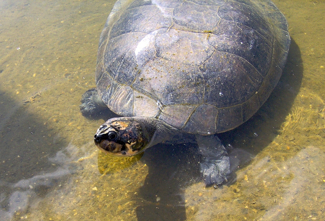 Podocnemis expansa (Podocnemididae)  Arrau River turtle,Geotagged,Podocnemis expansa,Spring,Venezuela