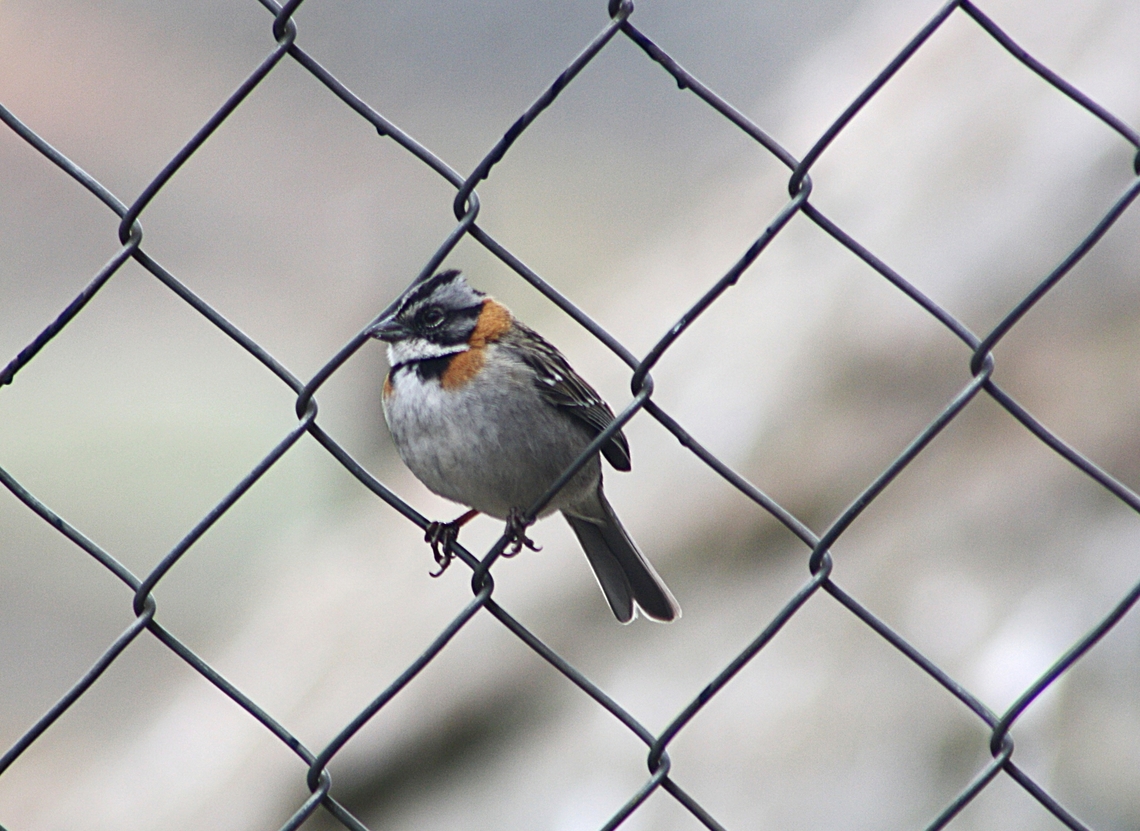 Zonotrichia capensis (Passerellidae)  Fall,Geotagged,Rufous-collared Sparrow,Venezuela,Zonotrichia capensis