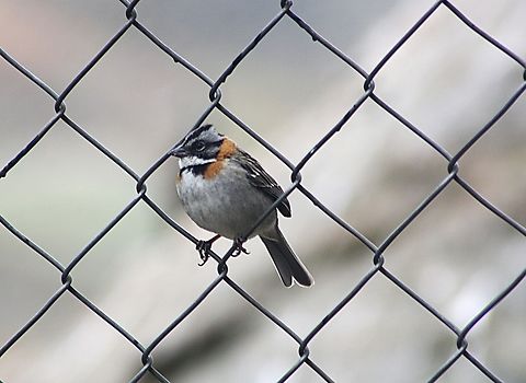 Zonotrichia capensis (Passerellidae)  Fall,Geotagged,Rufous-collared Sparrow,Venezuela,Zonotrichia capensis