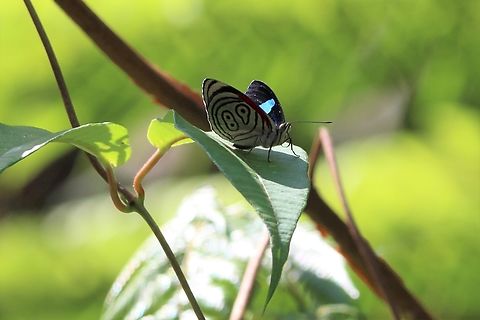 Diaethria phlogea 89_98 Diaethria euclides, commonly known as 89/98 in La Romera, Antioquia, Colombia Butterfly,Colombia,Diaethria euclides,Geotagged,Spring