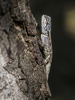 Acanthocercus atricollis - South Africa  Acanthocercus atricollis,Black-necked agama,Fall,Geotagged,Limpopo,Lizard,Mabula,South Africa