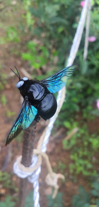 Xylocopa tenuiscapa, Sri Lanka  Slender-scaped Carpenter Bee,Xylocopa tenuiscapa