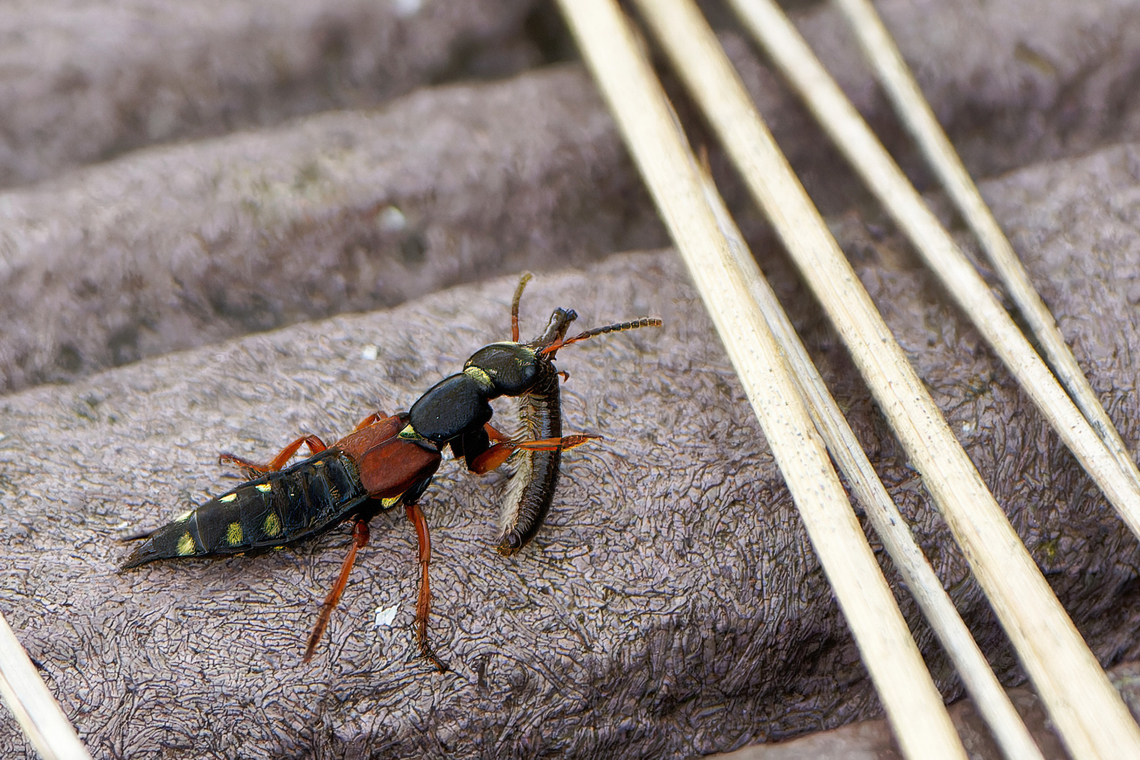 Rove Beetle (Staphylinus erythropterus)                                 Geotagged,Staphylinus erythropterus,Summer,United Kingdom