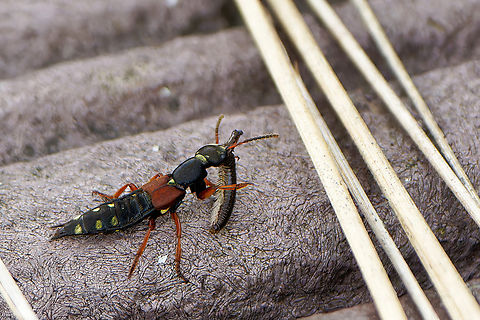 Rove Beetle (Staphylinus erythropterus)                                 Geotagged,Staphylinus erythropterus,Summer,United Kingdom