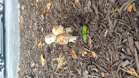 Jewelled Amanita Beautiful Trio!  Amanita gemmata,Geotagged,Jewelled Amanita,Summer,United States